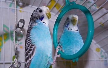 This photo of one "vain" little bird was taken by Gary Scott of Elmira, Ontario in Canada.  We love it cause it shows exactly how the phrase vanity accessories came into being for items that lend themselves to vanity and primping.